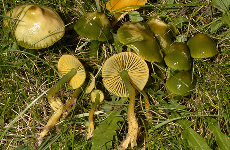 Papageigrüner Saftling (Hygrocybe psittacina) - © Heinz  Prelicz